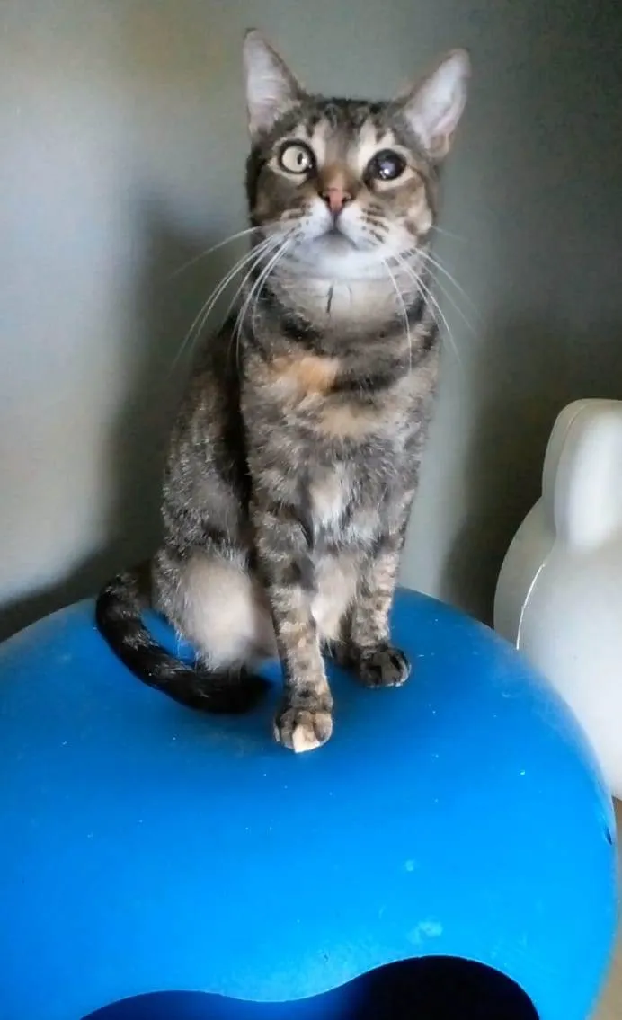 Gato ra a Srd idade 2 anos nome Lissy