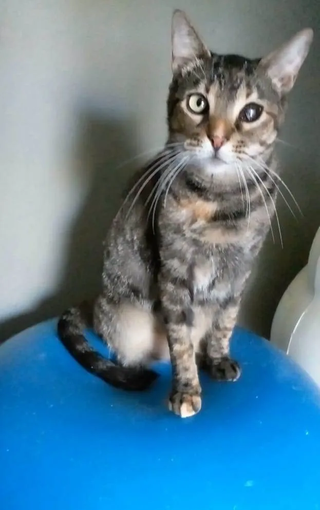 Gato ra a Srd idade 2 anos nome Lissy