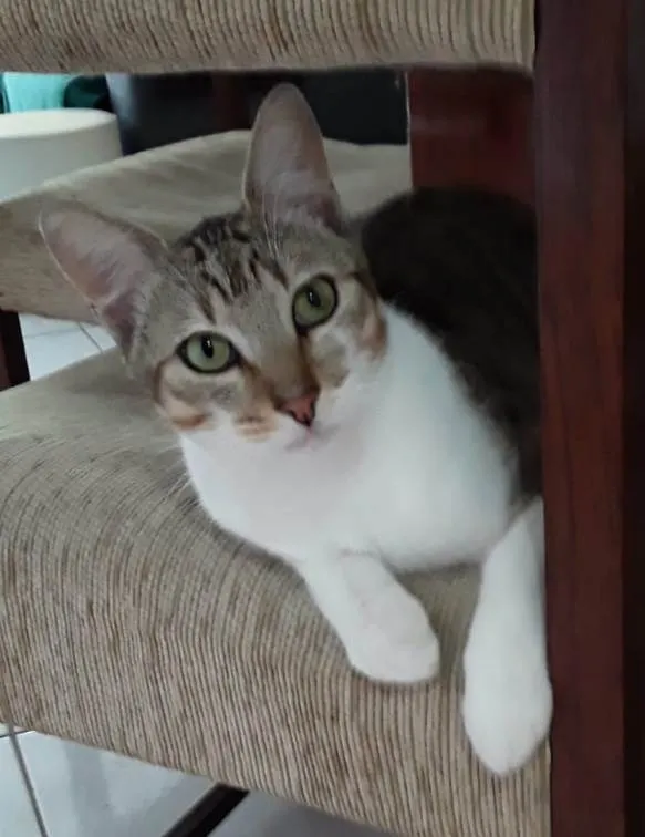 Gato ra a Srd idade 1 ano nome Pedrinho