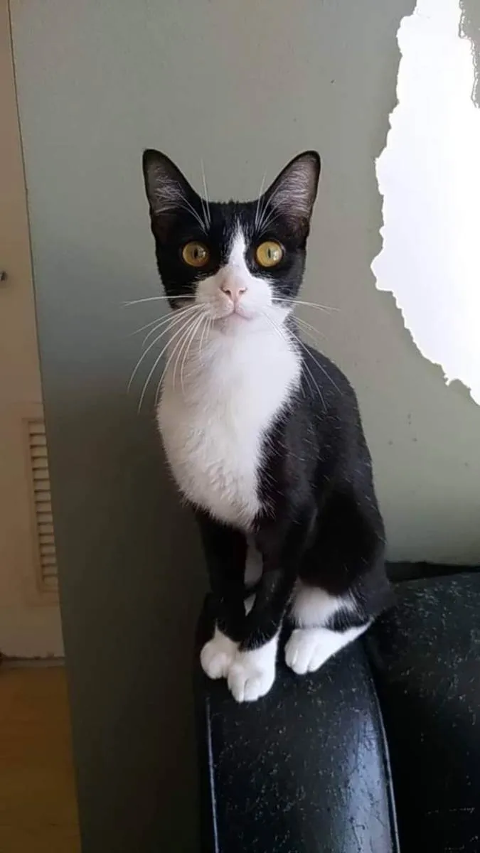 Gato ra a Srd idade 2 anos nome Margô 