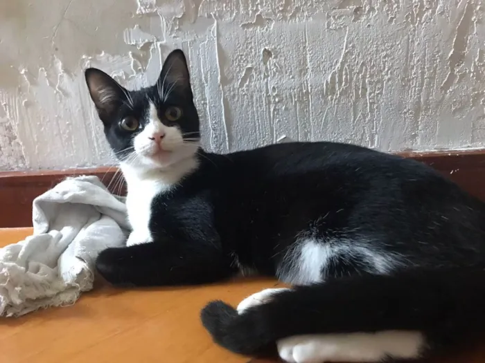 Gato ra a Srd idade 2 anos nome Margô 