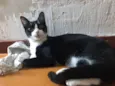 Margô