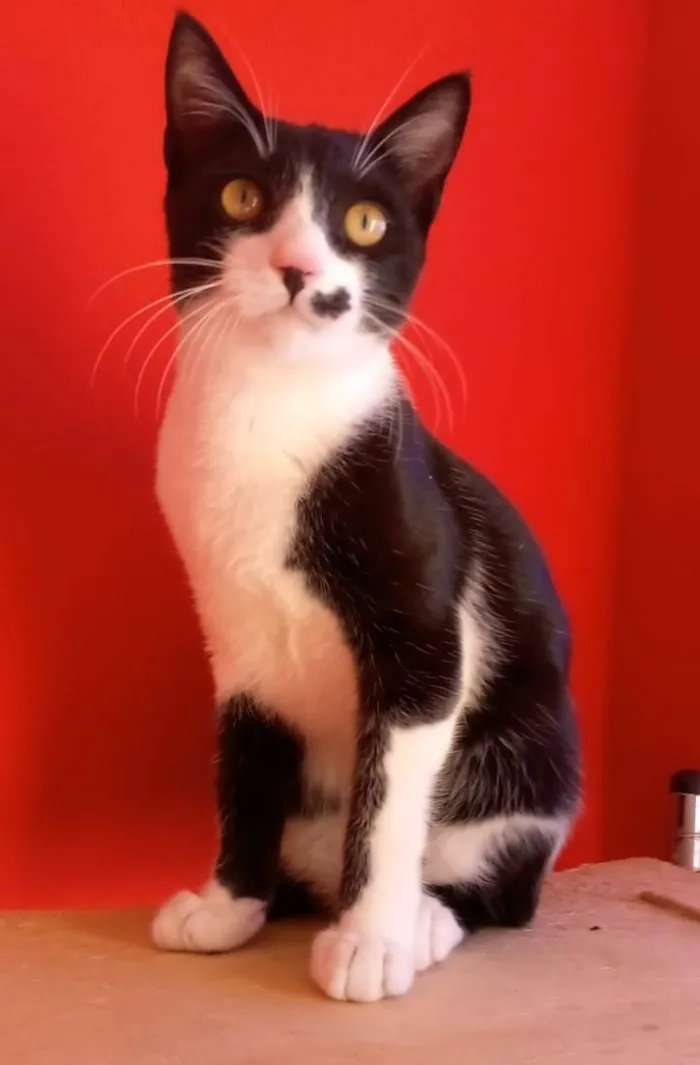 Gato ra a Srd idade 2 a 6 meses nome Levi