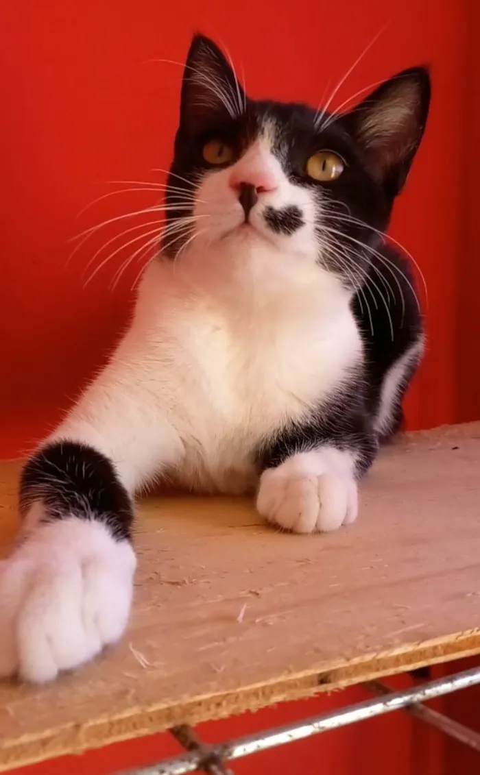 Gato ra a Srd idade 2 a 6 meses nome Levi
