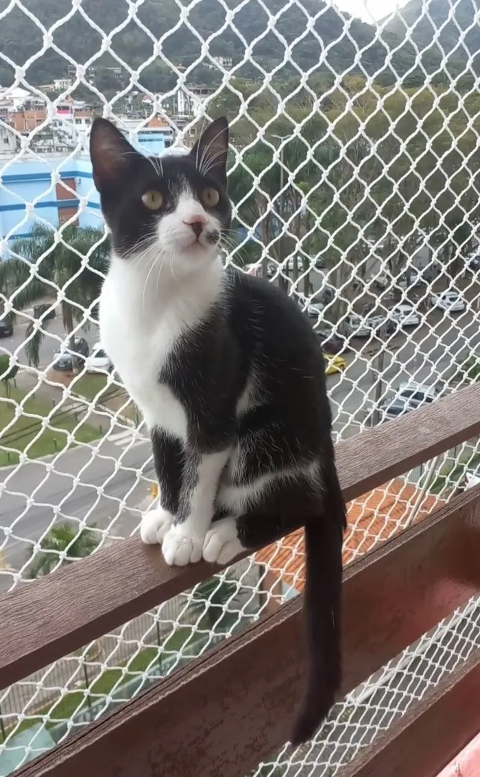 Gato ra a Srd idade 2 a 6 meses nome Levi