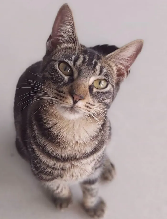 Gato ra a Srd idade 2 a 6 meses nome Tutti