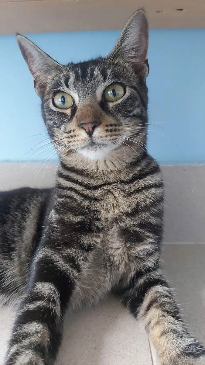 Gato ra a Srd idade 2 a 6 meses nome Tutti
