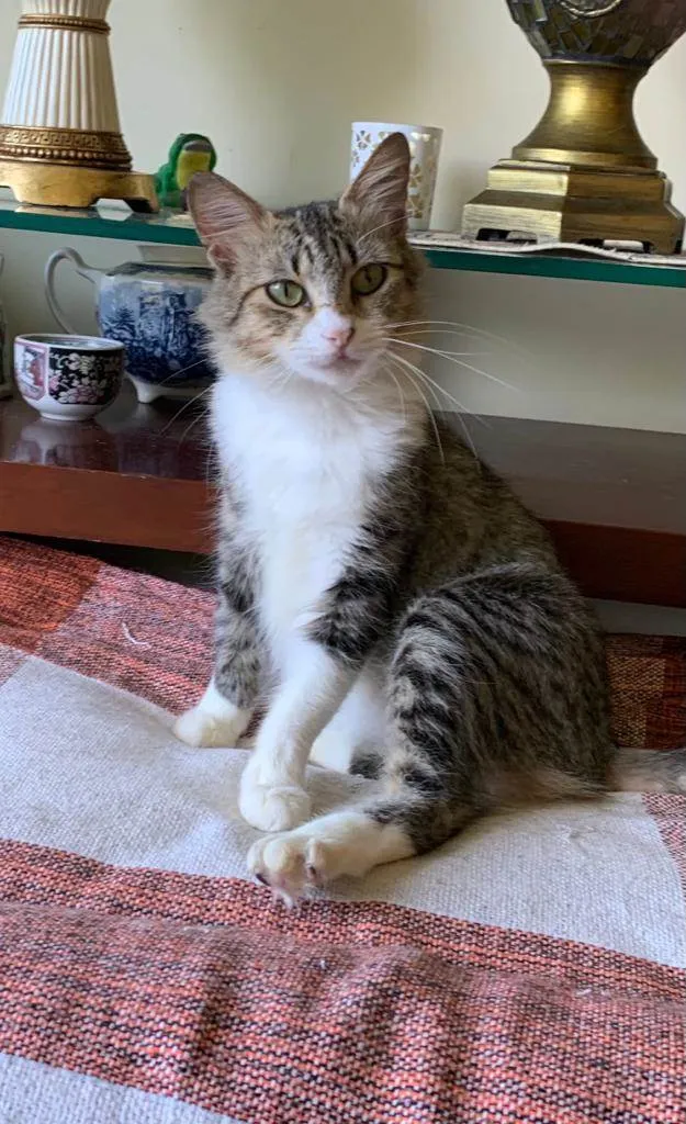 Gato ra a Srd idade 7 a 11 meses nome Minnie