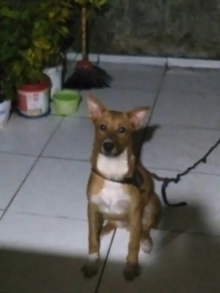 Cachorro ra a Vira lata idade 2 a 6 meses nome Caramelo 