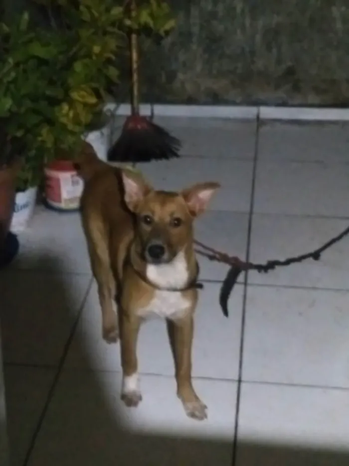 Cachorro ra a Vira lata idade 2 a 6 meses nome Caramelo 