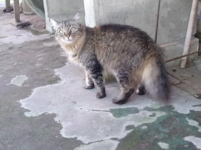 Gato ra a indefinida idade 5 anos nome Yang