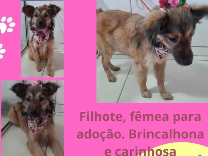 Cachorro ra a SRD idade 2 a 6 meses nome Princesa