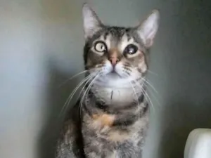 Gato raça Srd idade 2 anos nome Lissy