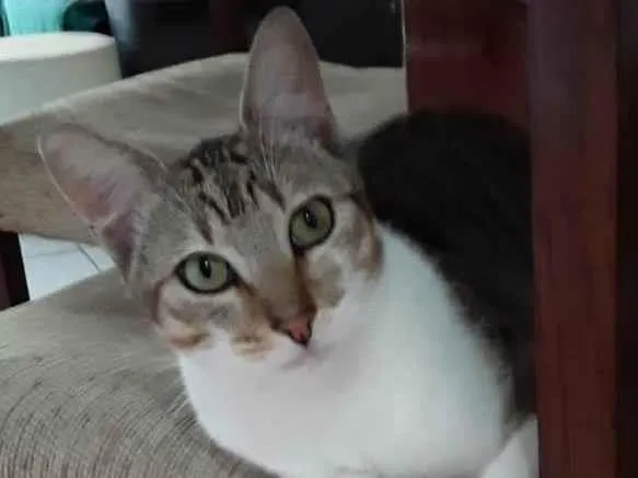 Gato ra a Srd idade 1 ano nome Pedrinho