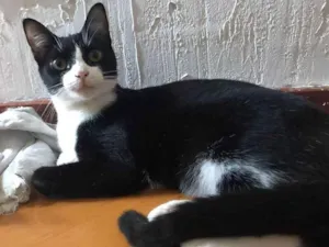 Gato raça Srd idade 2 anos nome Margô 