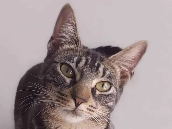 Gato ra a Srd idade 2 a 6 meses nome Tutti