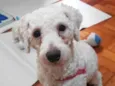 Toy