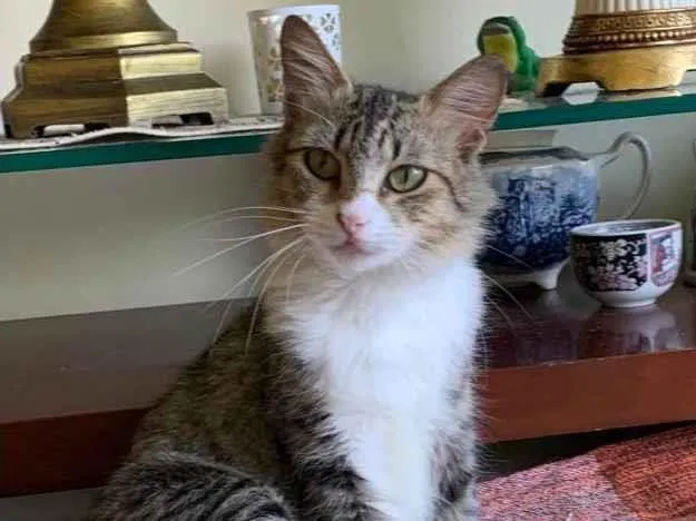 Gato ra a Srd idade 7 a 11 meses nome Minnie