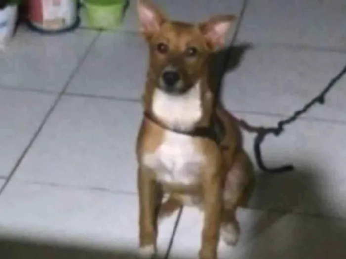 Cachorro ra a Vira lata idade 2 a 6 meses nome Caramelo 