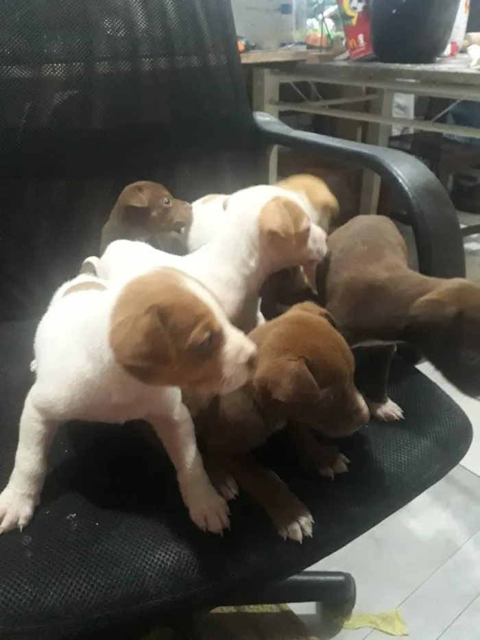 Cachorro ra a  idade Abaixo de 2 meses nome Sem nome