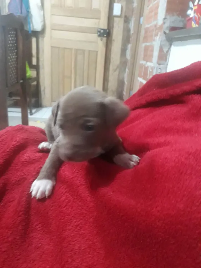 Cachorro ra a  idade Abaixo de 2 meses nome Sem nome