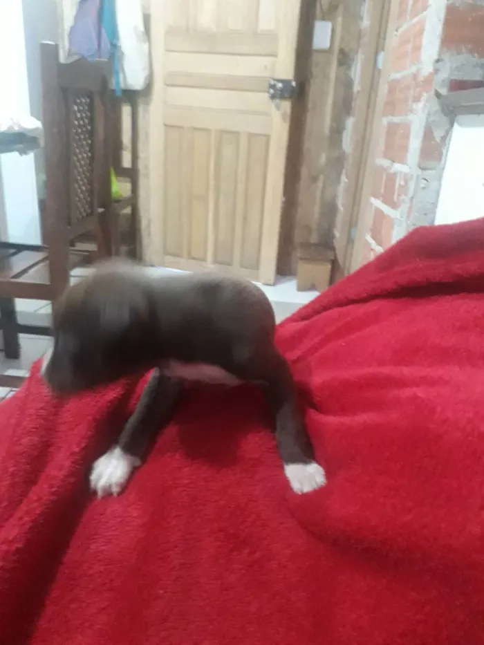 Cachorro ra a  idade Abaixo de 2 meses nome Sem nome