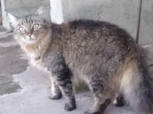 Gato raça indefinida idade 5 anos nome Yang