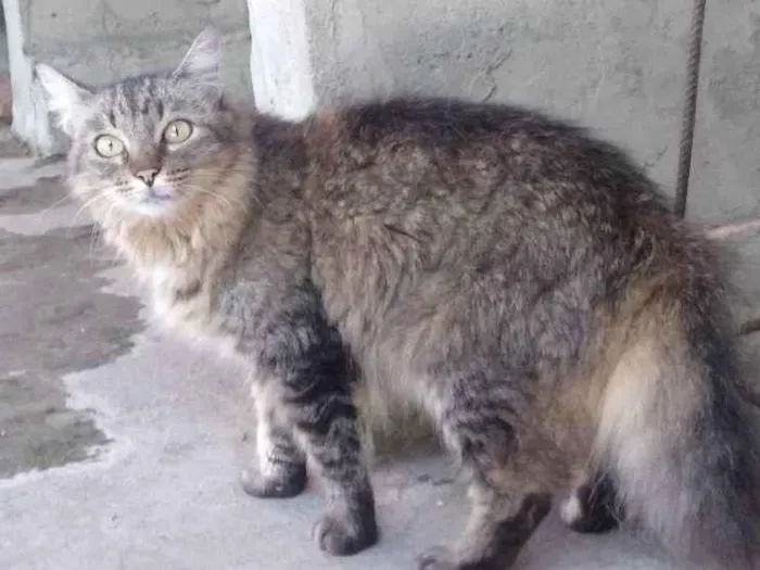 Gato ra a indefinida idade 5 anos nome Yang