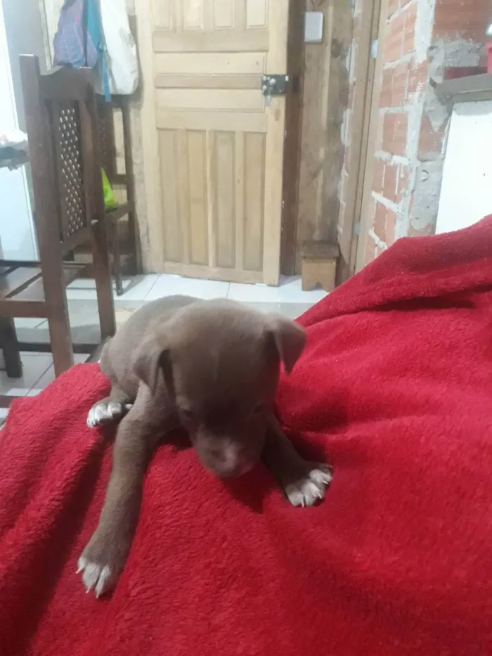 Cachorro ra a  idade Abaixo de 2 meses nome Sem nome