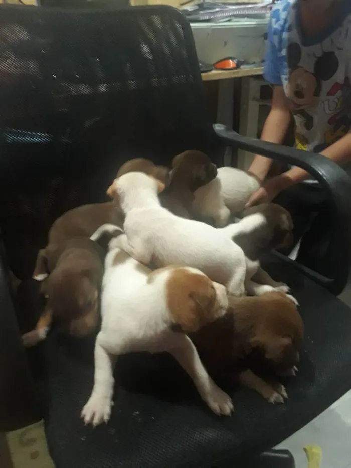 Cachorro ra a  idade Abaixo de 2 meses nome Sem nome