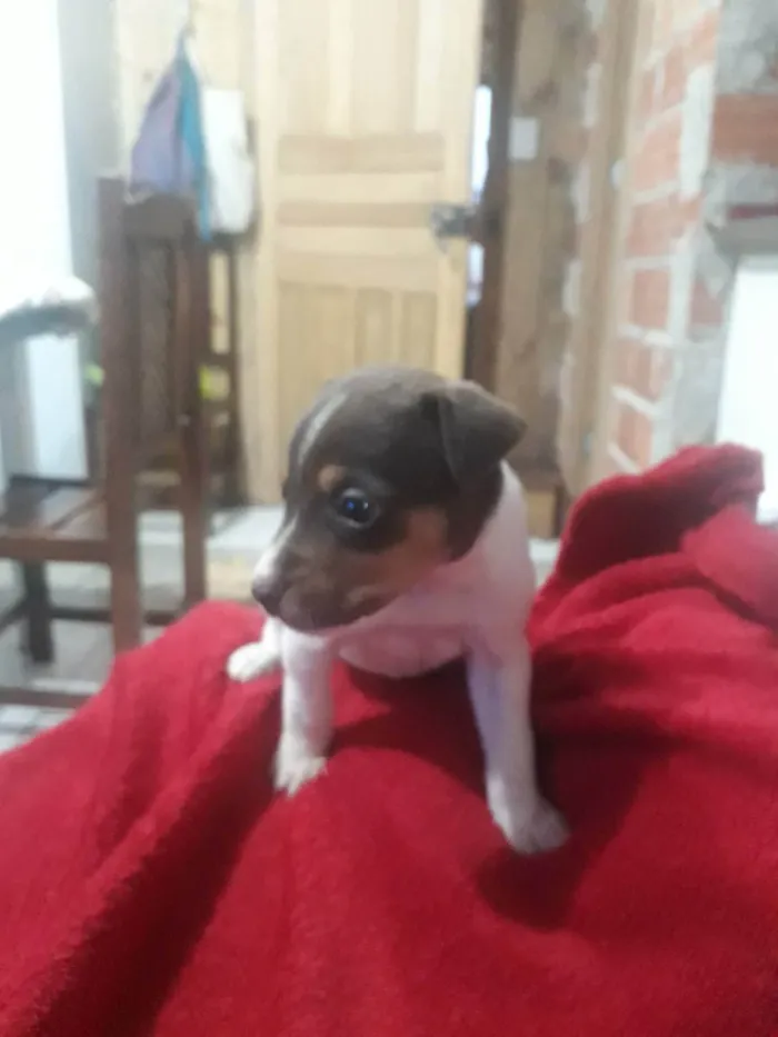 Cachorro ra a  idade Abaixo de 2 meses nome Sem nome