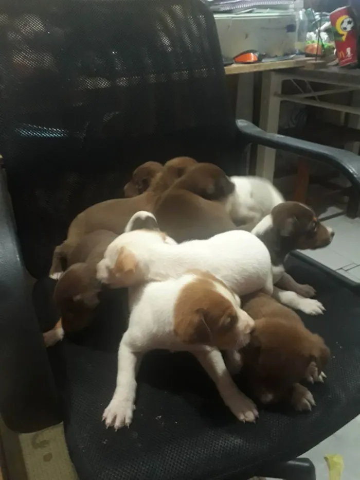 Cachorro ra a  idade Abaixo de 2 meses nome Sem nome