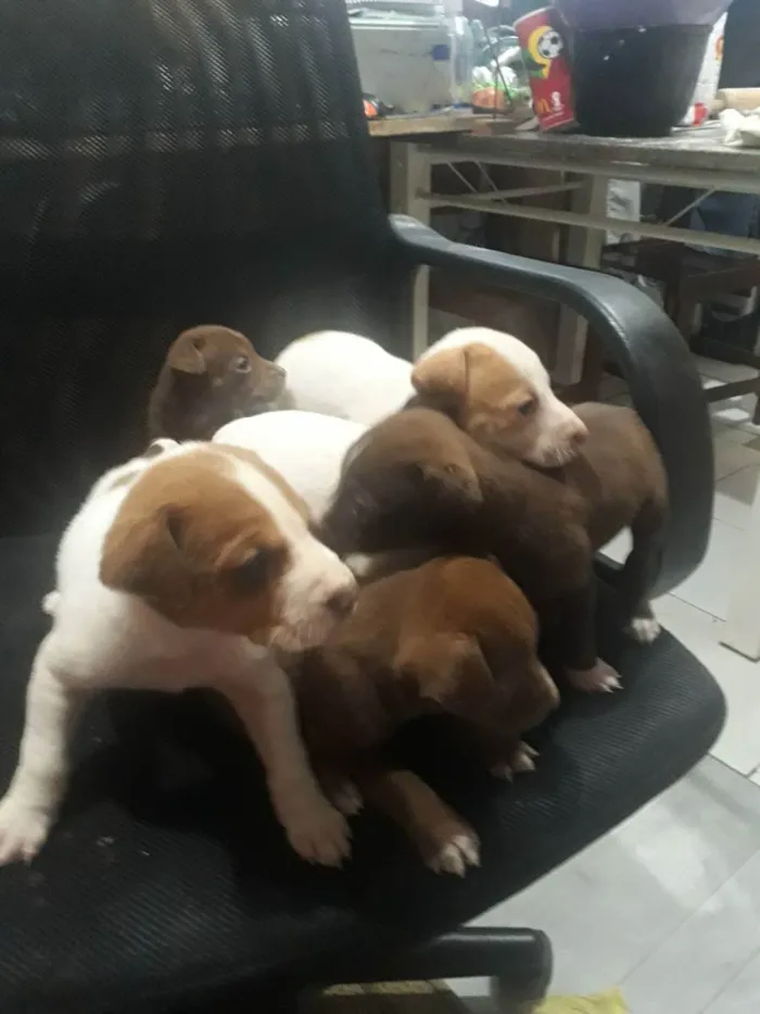 Cachorro ra a  idade Abaixo de 2 meses nome Sem nome