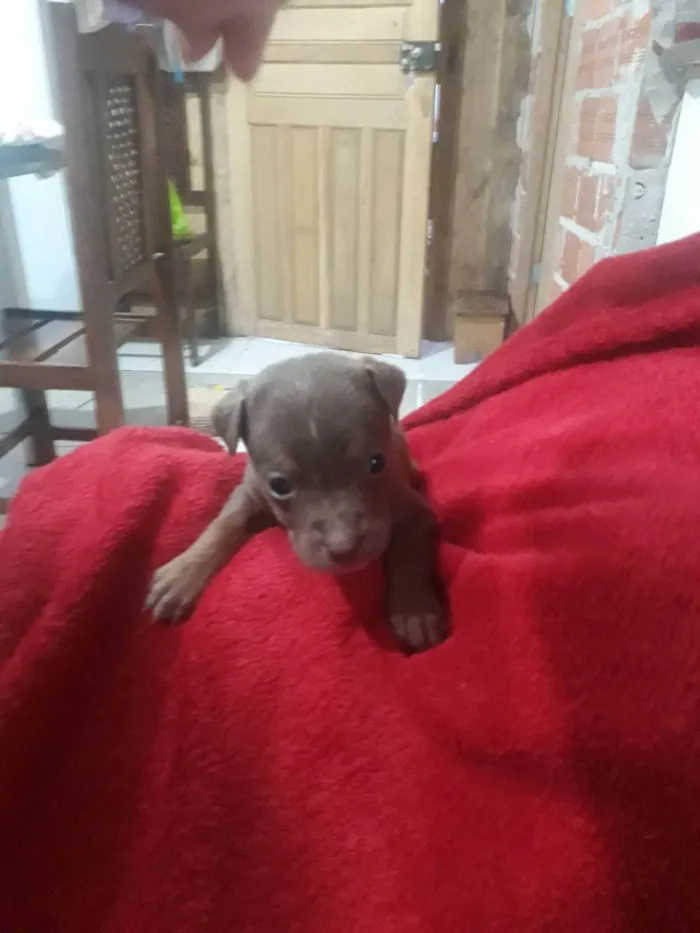 Cachorro ra a  idade Abaixo de 2 meses nome Sem nome