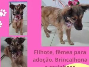 Cachorro raça SRD idade 2 a 6 meses nome Princesa