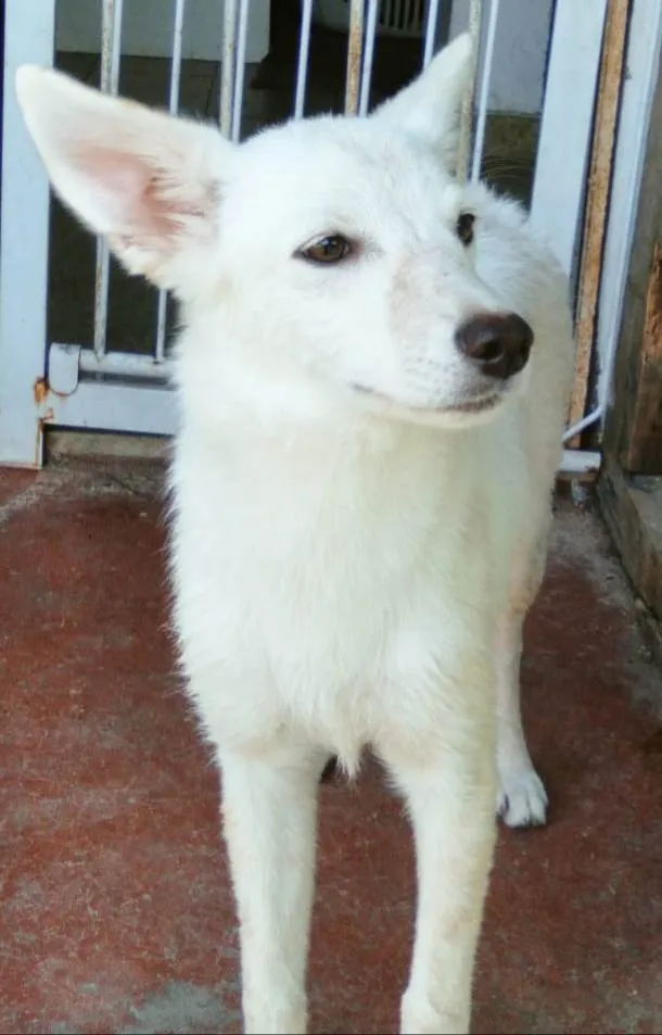 Cachorro ra a SRD idade 1 ano nome Lina