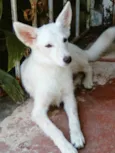 Lina