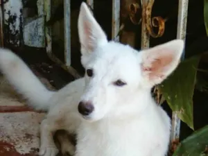 Cachorro raça SRD idade 1 ano nome Lina