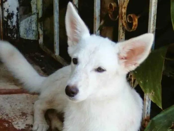 Cachorro ra a SRD idade 1 ano nome Lina
