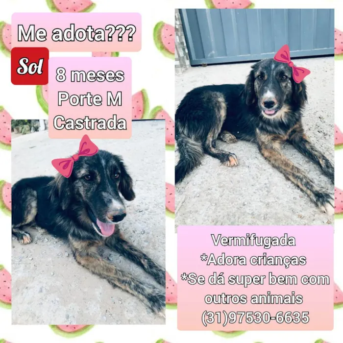 Cachorro raça SRD idade 7 a 11 meses nome Sol