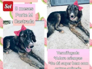 Cachorro raça SRD idade 7 a 11 meses nome Sol