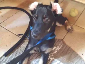 Cachorro raça Vira lata idade 7 a 11 meses nome Pretinho
