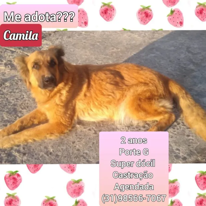 Cachorro raça SRD idade 2 anos nome Camila