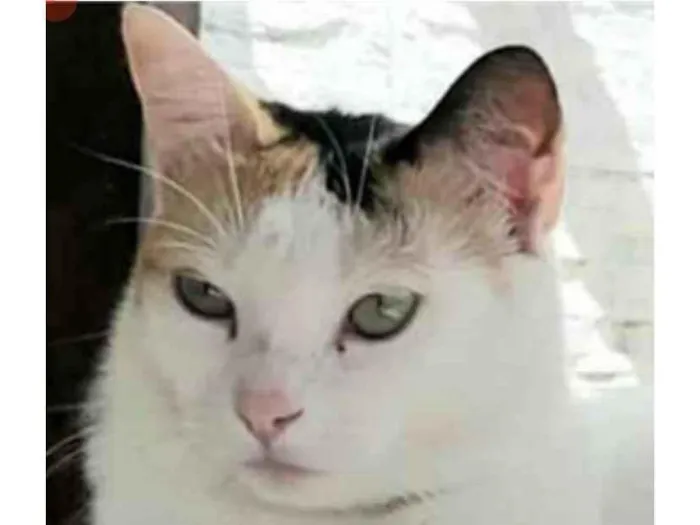 Gato ra a srd tricolor idade 1 ano nome DÁLIA 