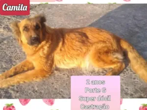 Cachorro raça SRD idade 2 anos nome Camila