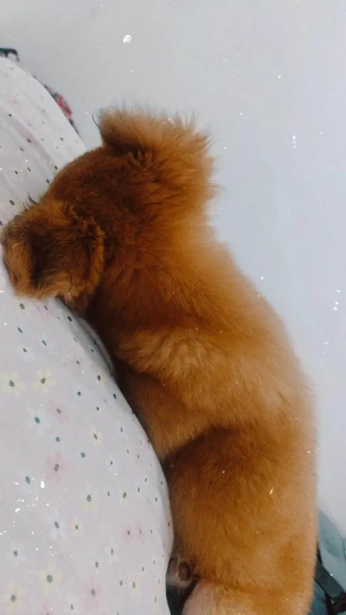 Cachorro ra a Misto idade 7 a 11 meses nome Pandora