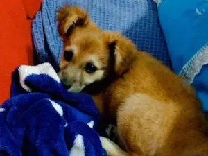 Cachorro raça Misto idade 7 a 11 meses nome Pandora