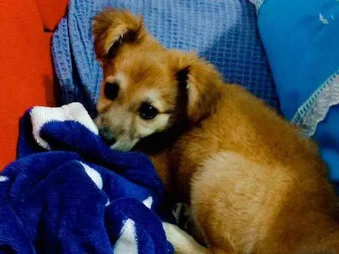 Cachorro ra a Misto idade 7 a 11 meses nome Pandora