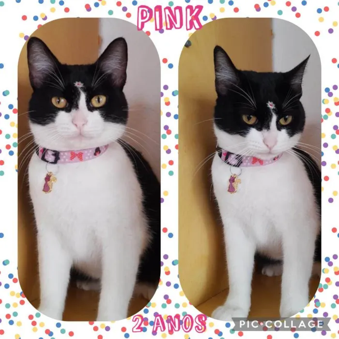 Gato raça  idade 2 anos nome Pink 