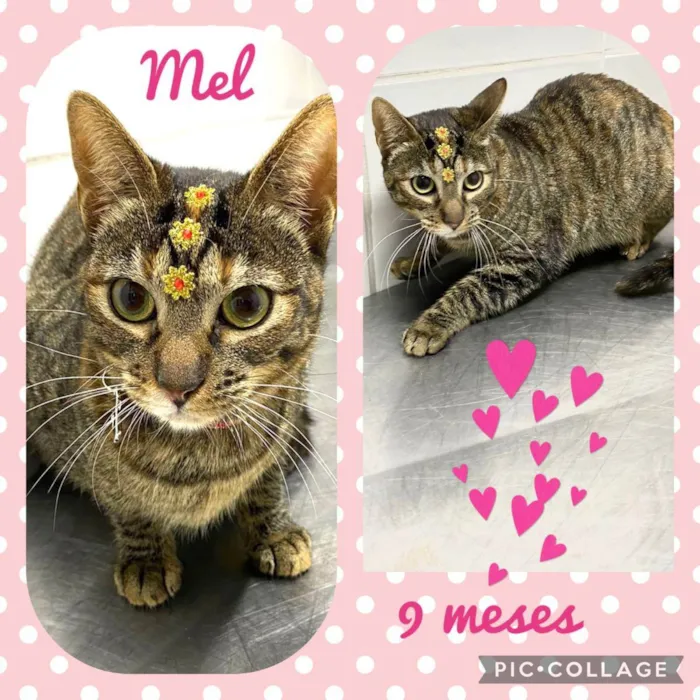 Gato raça  idade 7 a 11 meses nome Mel 